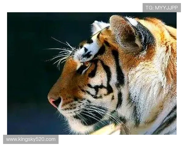 巴林虎与华南虎的生存之争探秘与保护现状分析